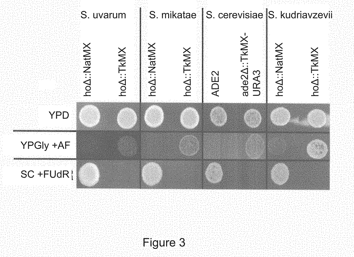 Constructs and methods for genome editing and genetic engineering of fungi and protists