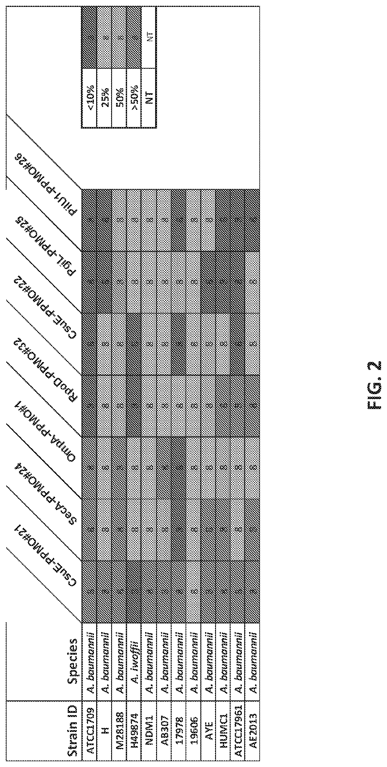 Antisense antibacterial compounds and methods