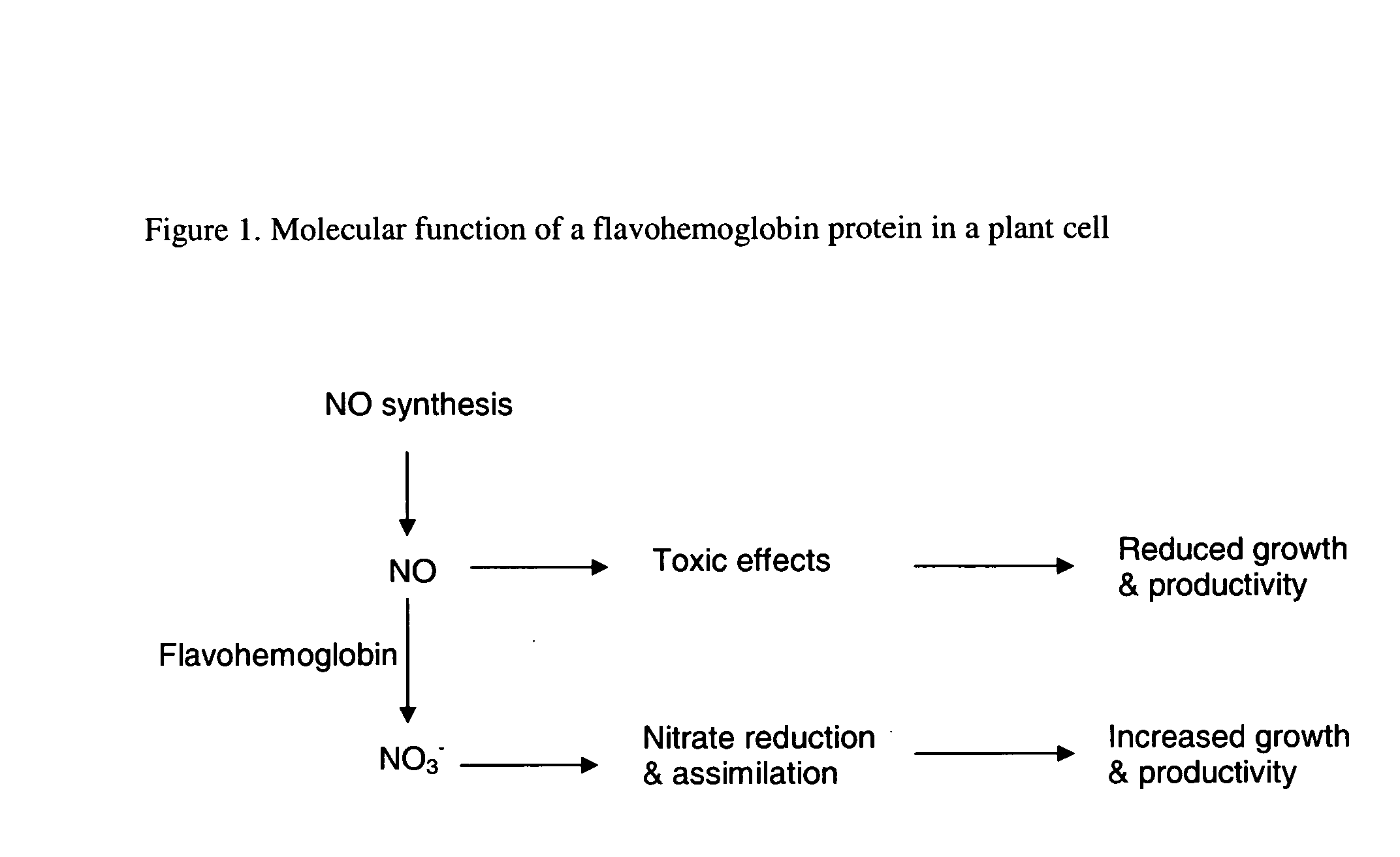 Plants containing a heterologous flavohemoglobin gene and methods of use thereof