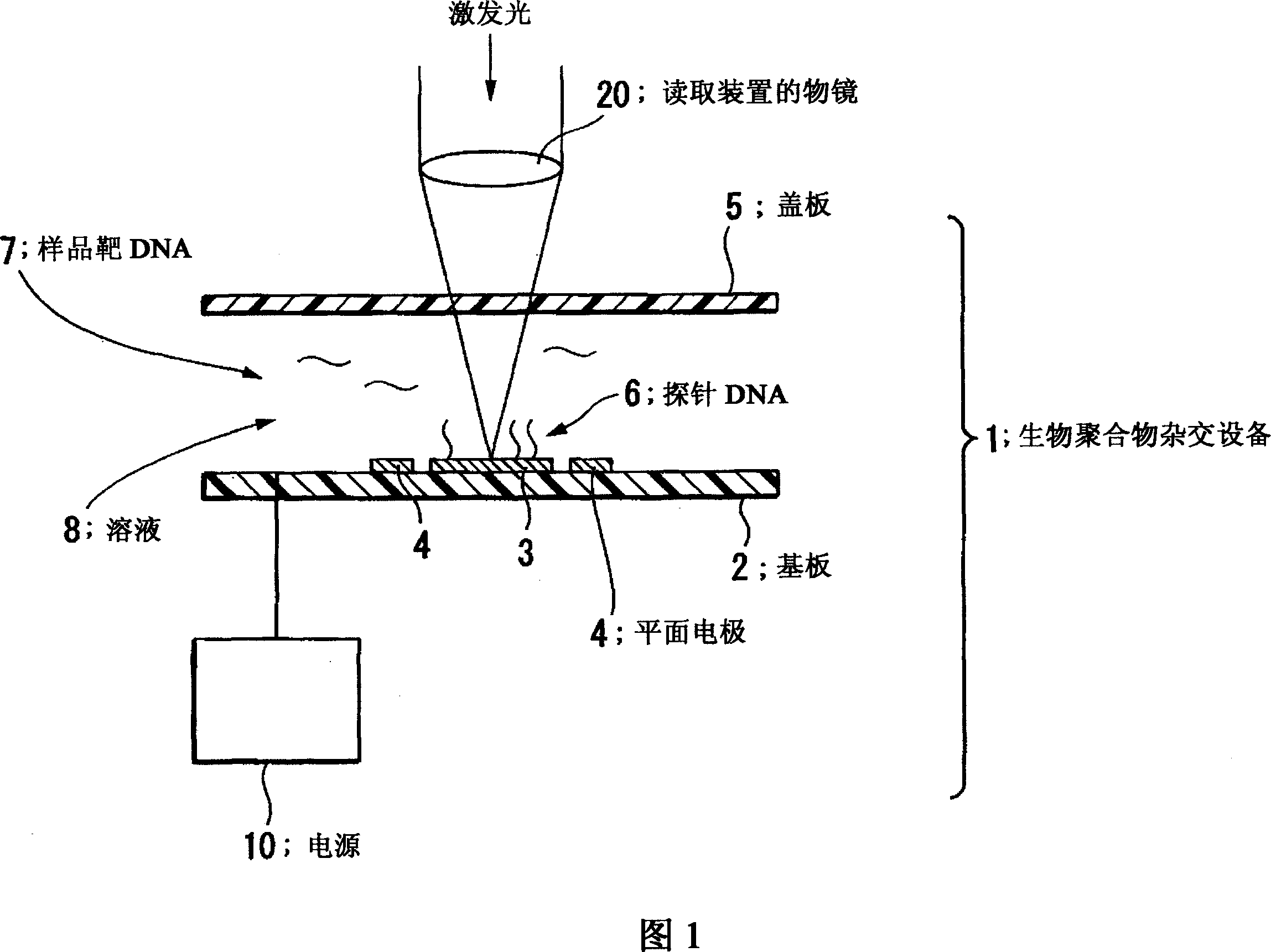 Substrate for microarray of biomolecule, hybridization device, and hybridization method