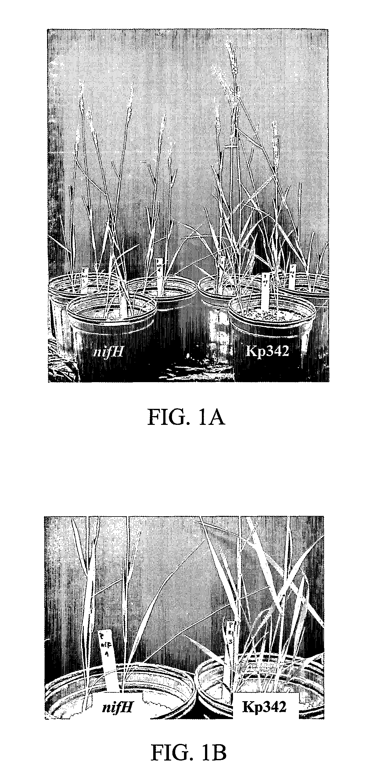 Materials and methods for enhancing nitrogen fixation in plants