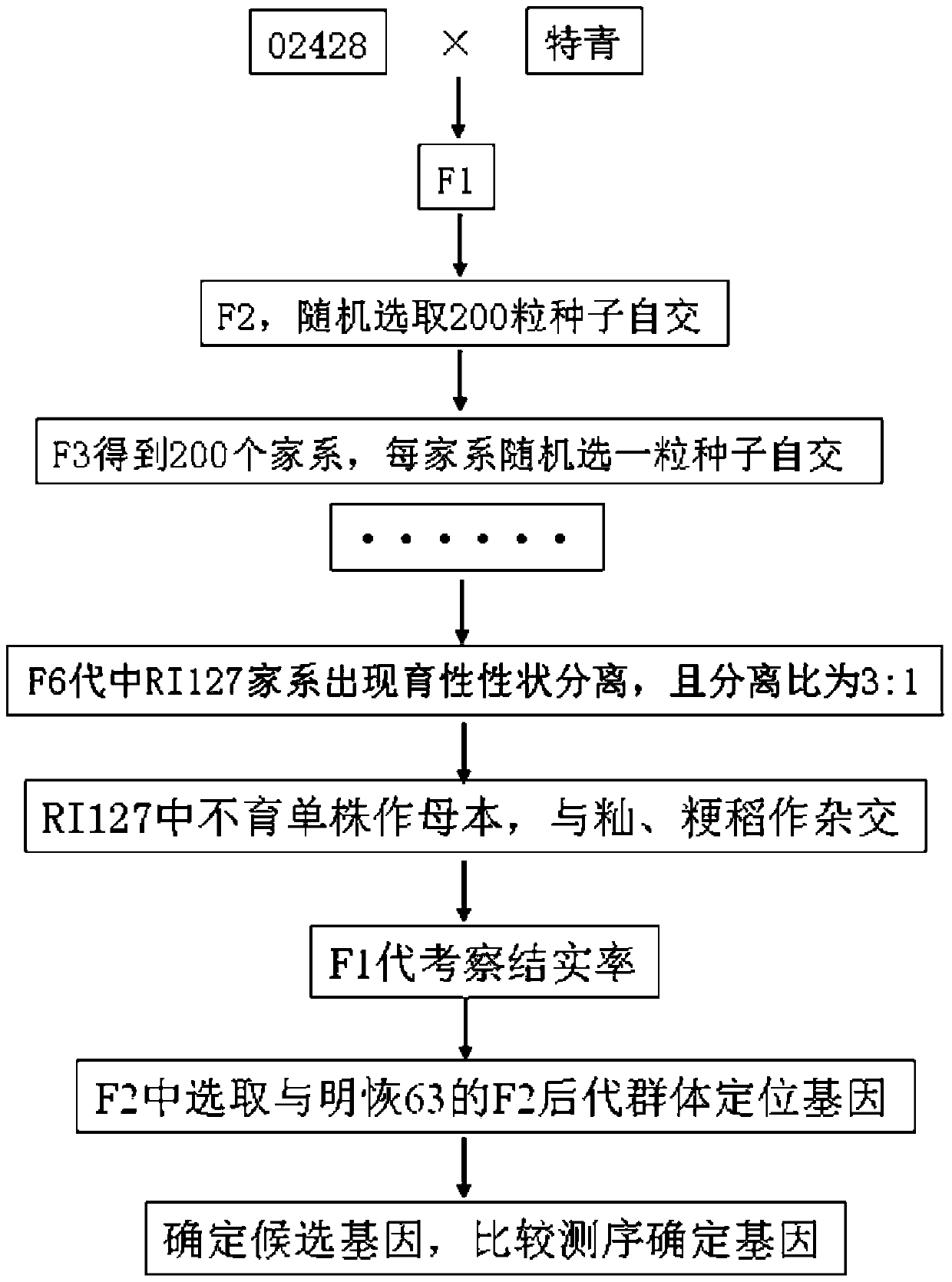 Identification and utilization method of a broad-compatibility recessive sterile line in rice