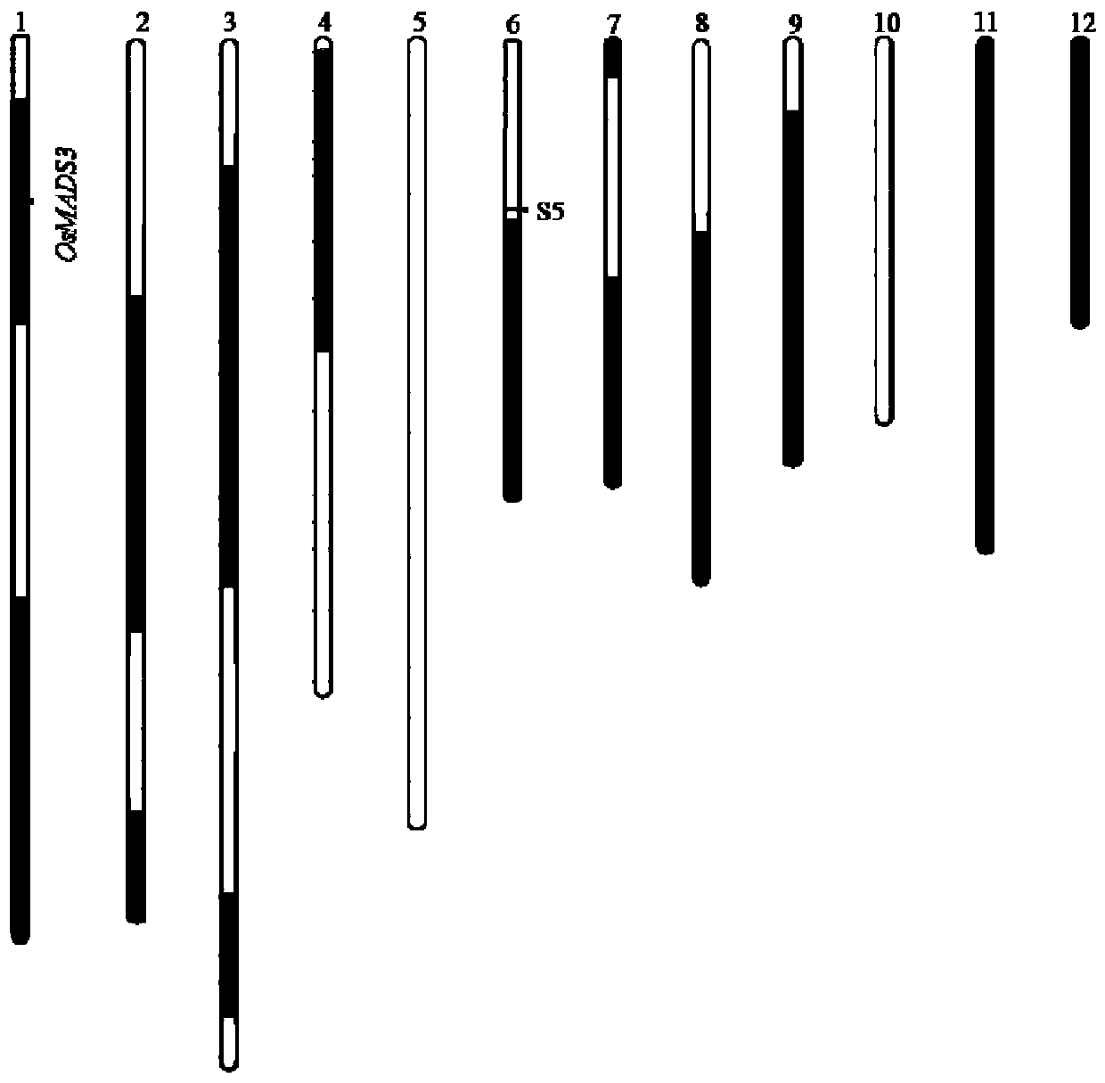 Identification and utilization method of a broad-compatibility recessive sterile line in rice