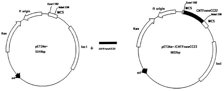 Ciliary neurotrophic factor mutant, and modified mutant and application thereof