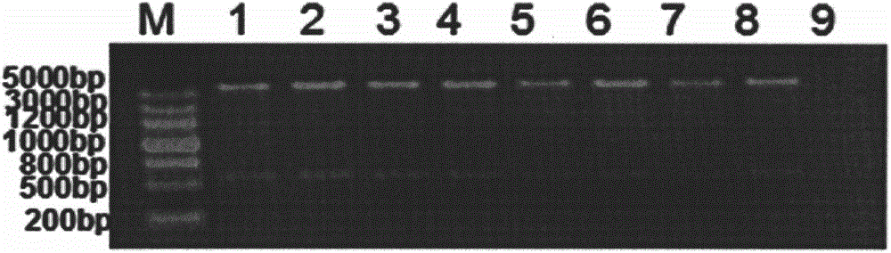 Ciliary neurotrophic factor mutant, and modified mutant and application thereof