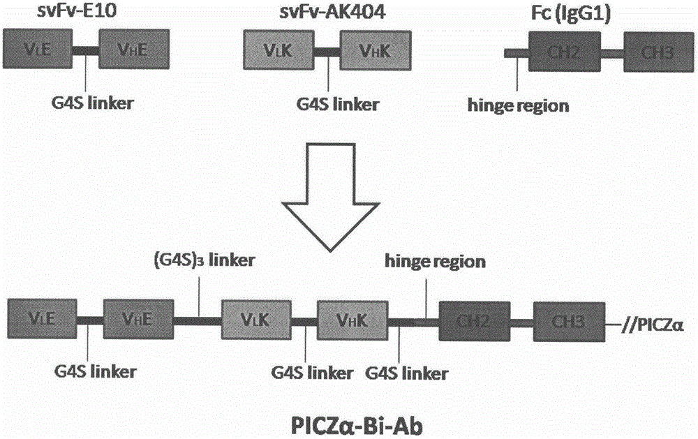 All-human targeted IgG sample bispecific antibody of EGFR/KDR