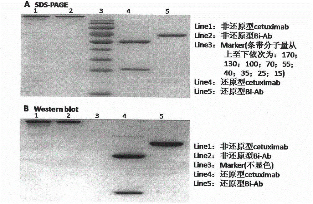 All-human targeted IgG sample bispecific antibody of EGFR/KDR