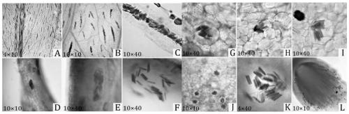 A plant-derived organic-inorganic compound snail-killing fertilizer preparation and its preparation method and application