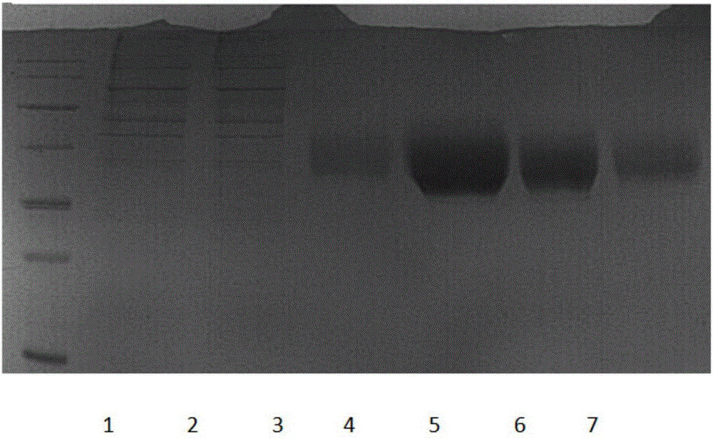 Preparation method of SLAMF6 protein