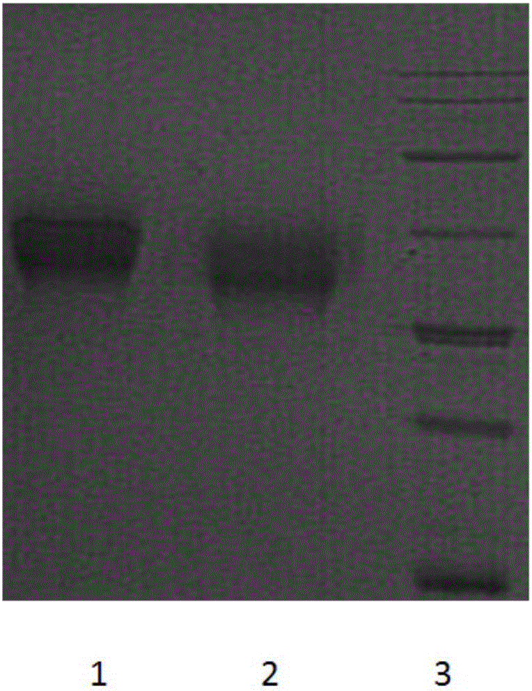 Preparation method of SLAMF6 protein