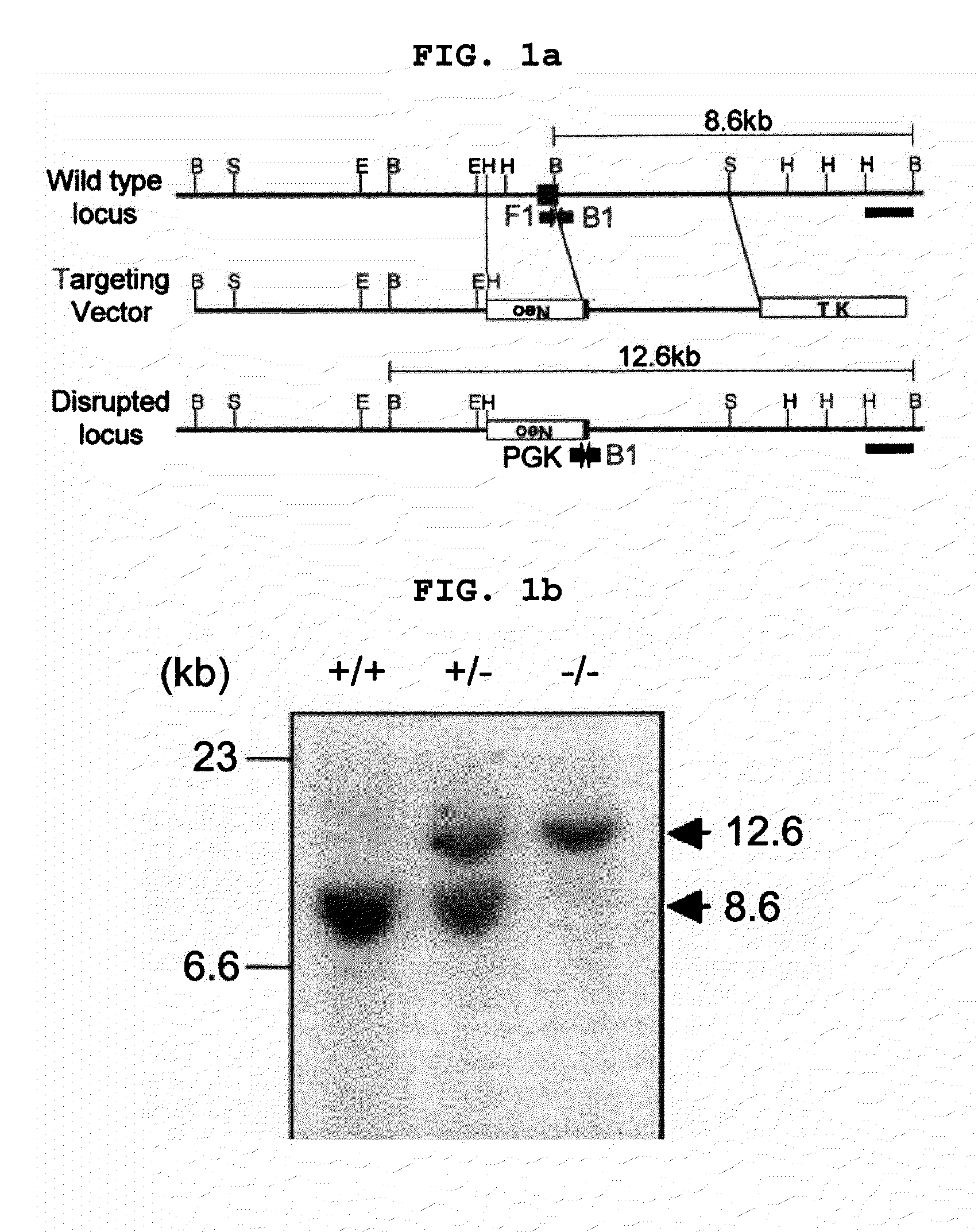 Transgenic mouse whose genome comprises a homozygous disruption of its α1G gene, a method of preparing the same and use thereof