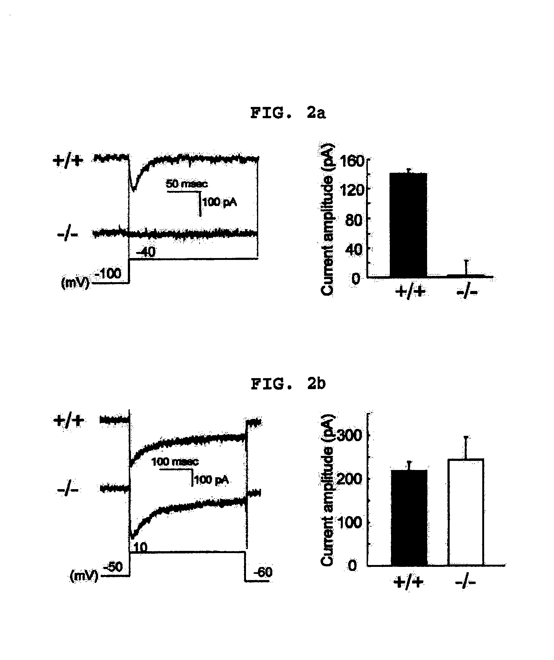 Transgenic mouse whose genome comprises a homozygous disruption of its α1G gene, a method of preparing the same and use thereof