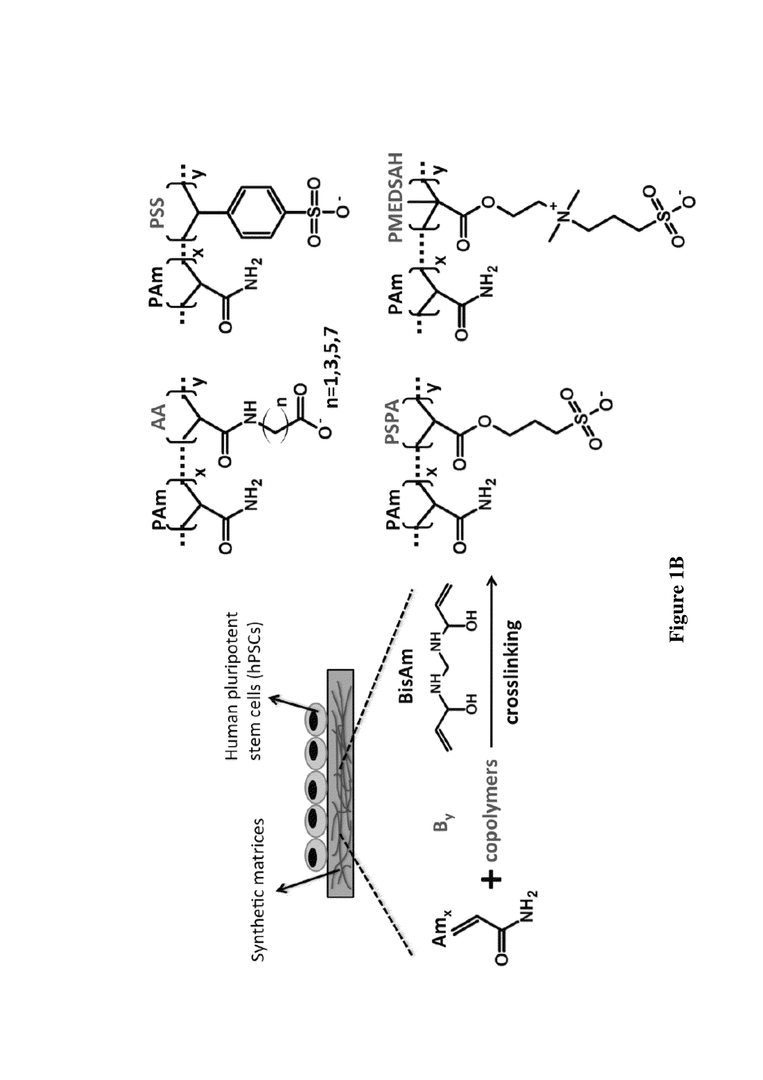 Synthetic matrices for self-renewal and expansion of stem cells