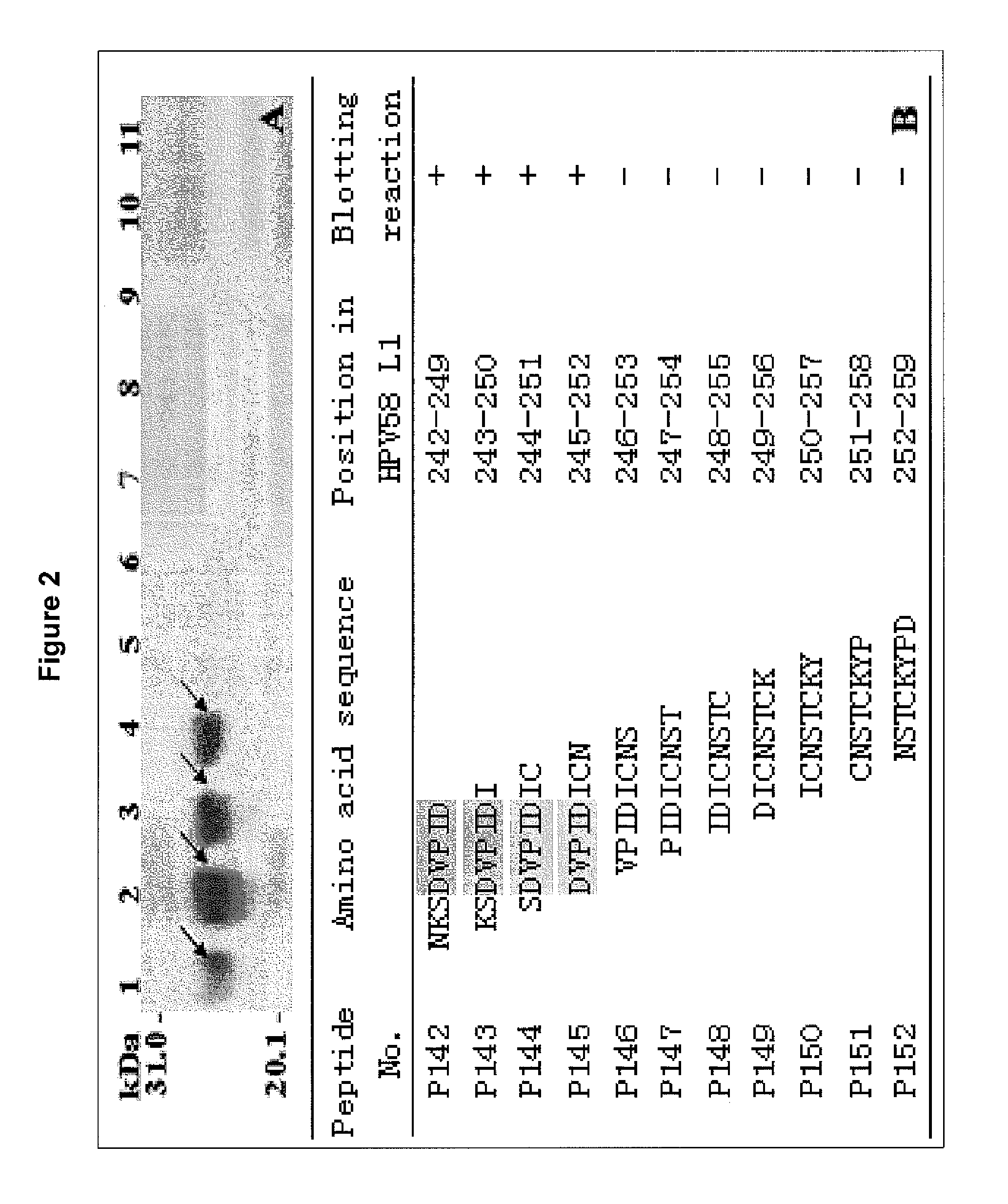 Minimal motifs of linear B-cell epitopes in L1 protein from human papillomavirus type 58 and their applications