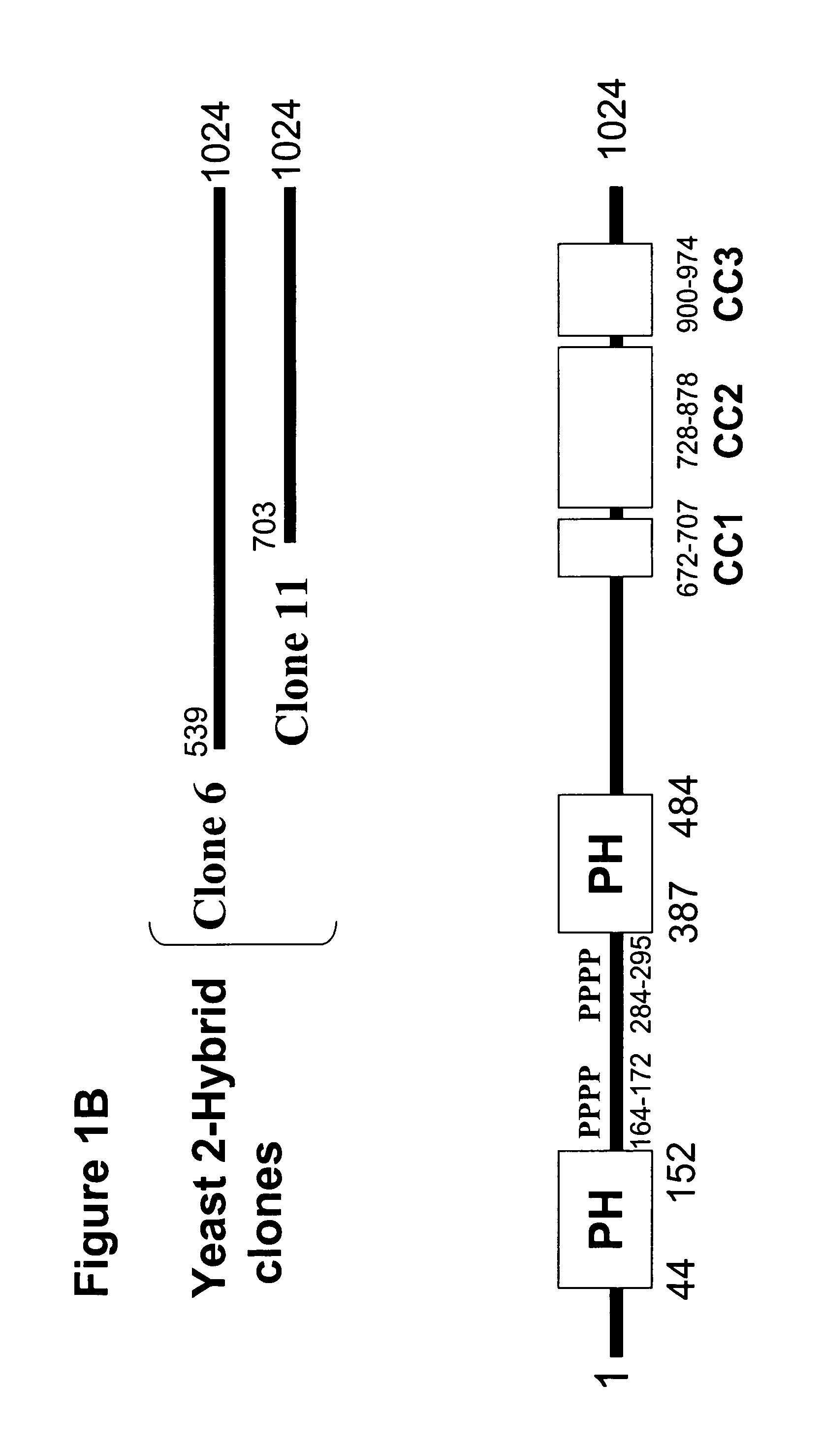 Compositions involving M-RIP, and related methods for screening for anti-hypertensive agents, and uses thereof