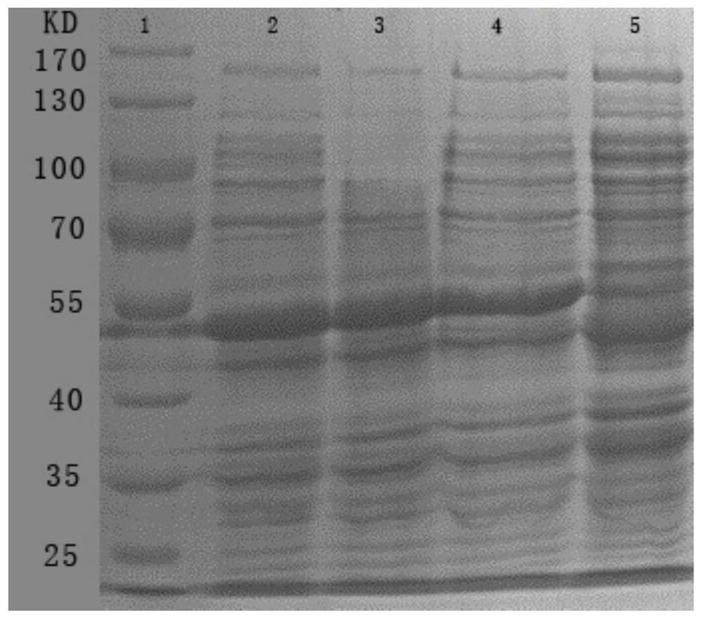 Preparation method of human papillomavirus and heat shock protein recombinant protein