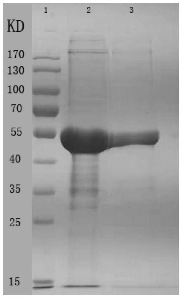 Preparation method of human papillomavirus and heat shock protein recombinant protein