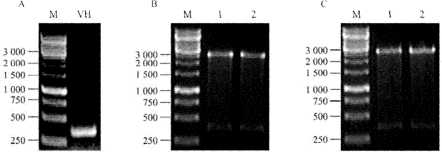 Human derived heavy chain variable region possessing human vascular endothelial growth factor binding activity