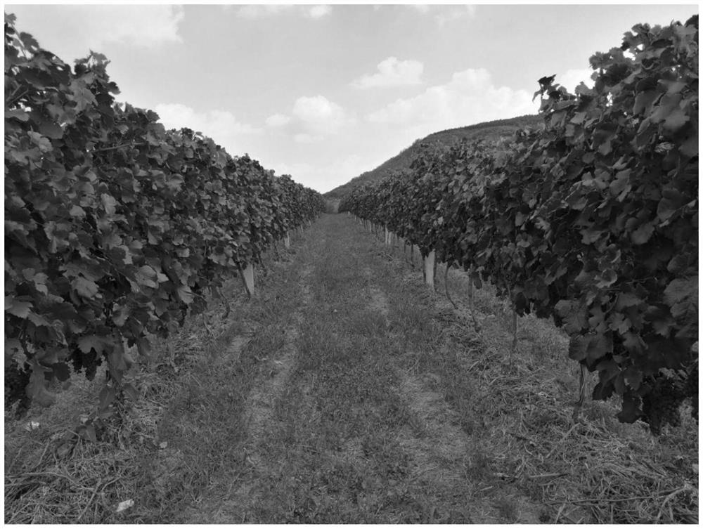 Vineyard intra-row branch covering method - Eureka | Patsnap develop ...