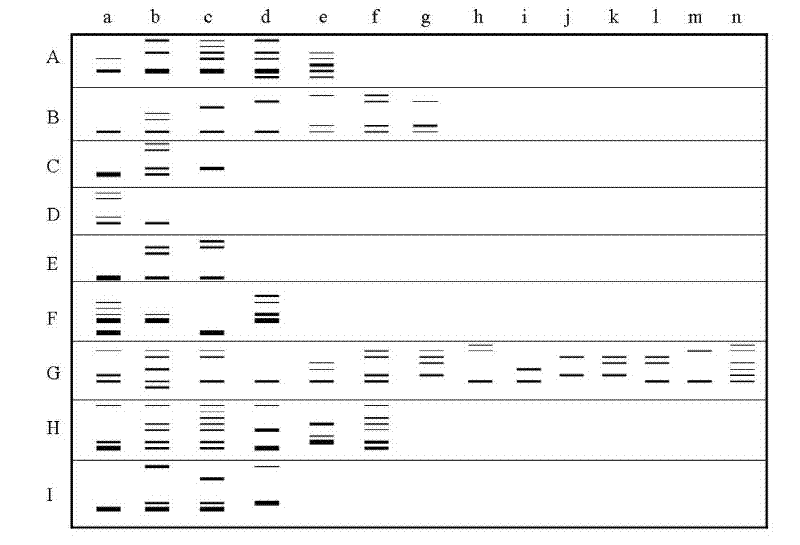 Method for constructing lichi core collection by using EST-SSR (Expresses Sequence Tag-Simple Sequence Repeat) molecular marker