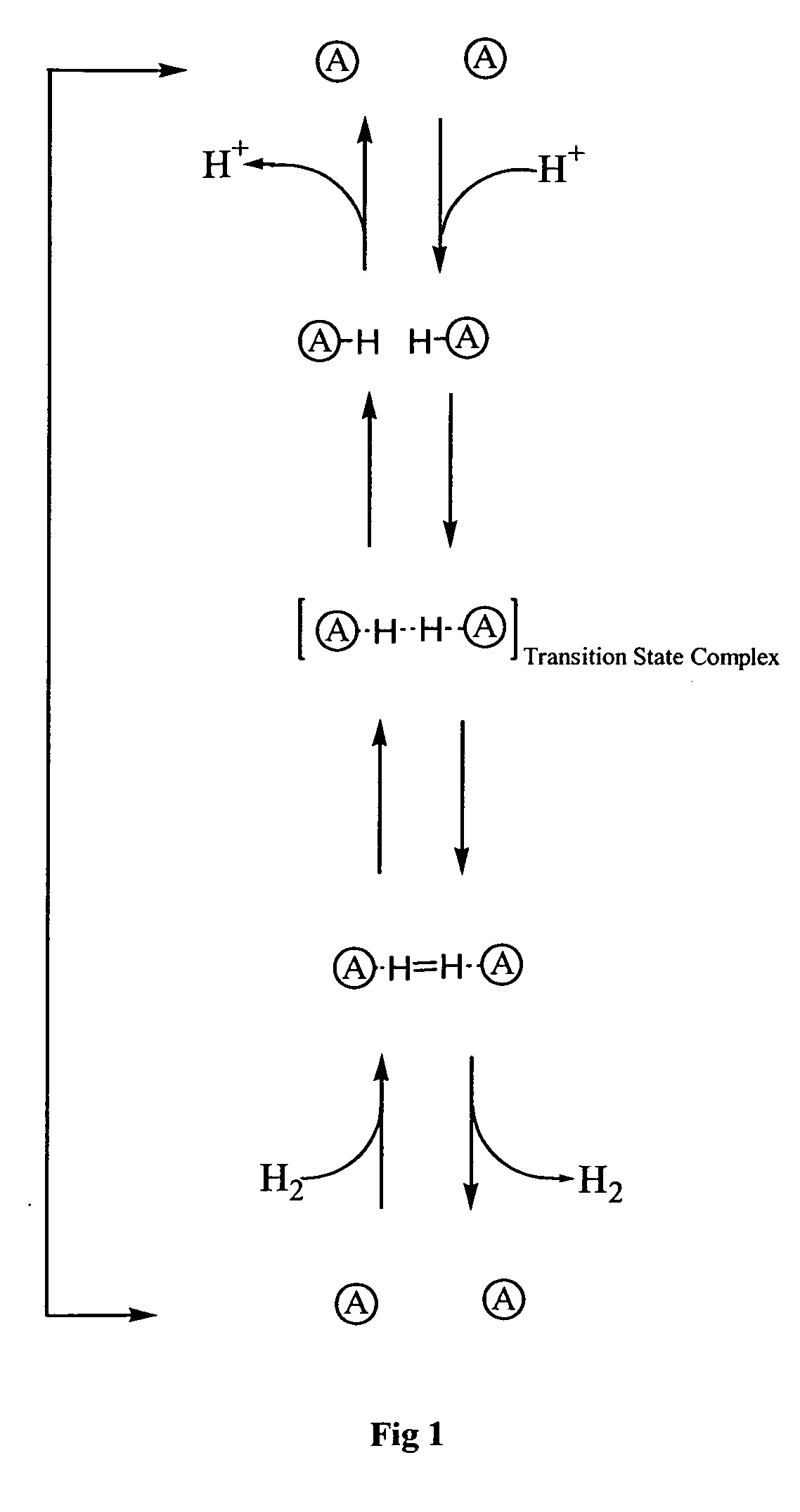 Novel catalysts and processes for their preparation