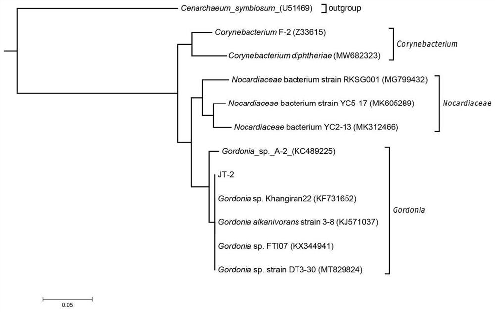 Gordonia sp. for producing long carbon chain mycolic acid and application of Gordonia sp.