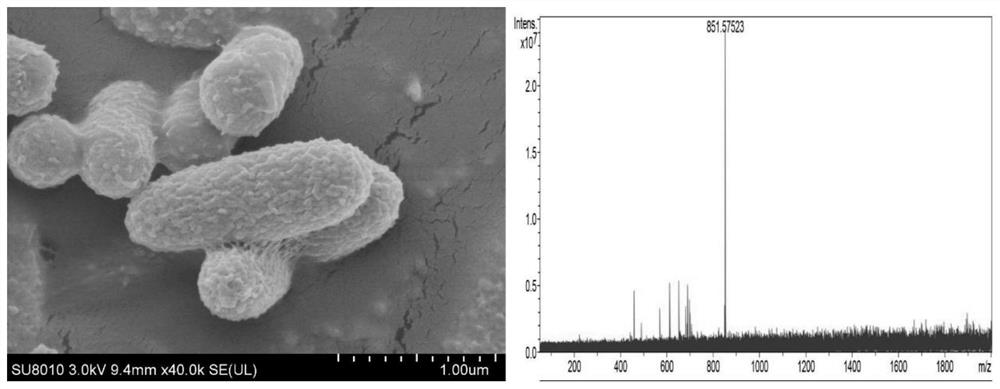 Gordonia sp. for producing long carbon chain mycolic acid and application of Gordonia sp.