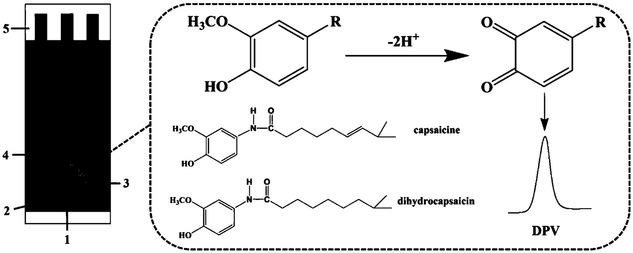 Electrochemical detection method for capsaicine in peppers