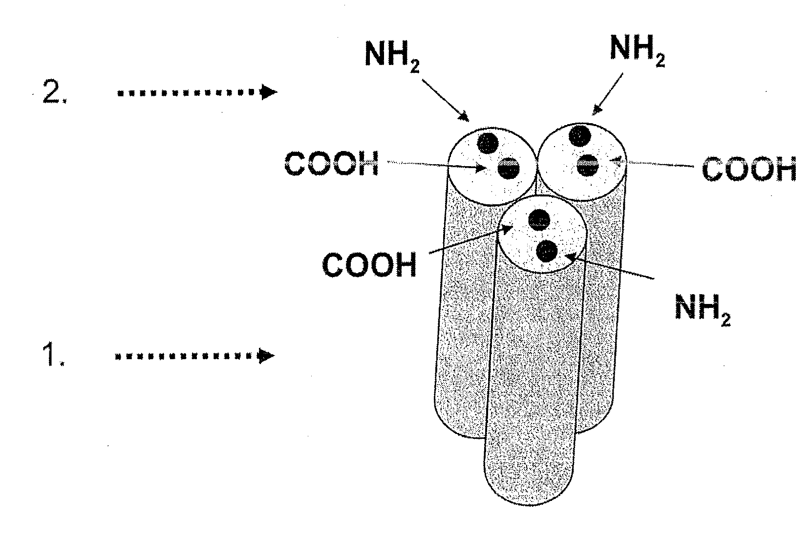 TNFSF Single Chain Molecules