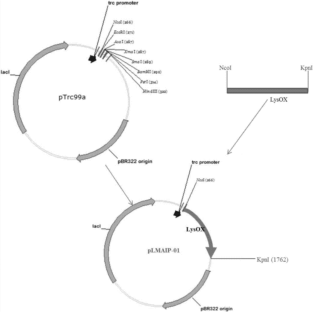 Recombinant plasmid for producing pipecolinic acid, genetic engineering strain and method