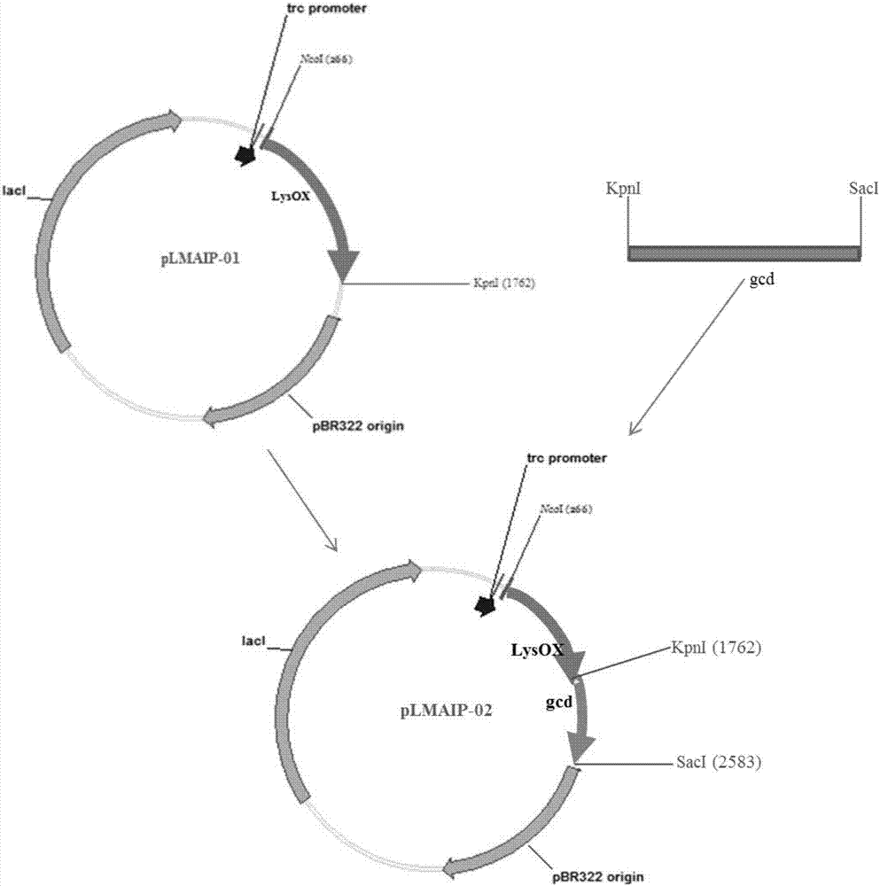 Recombinant plasmid for producing pipecolinic acid, genetic engineering strain and method