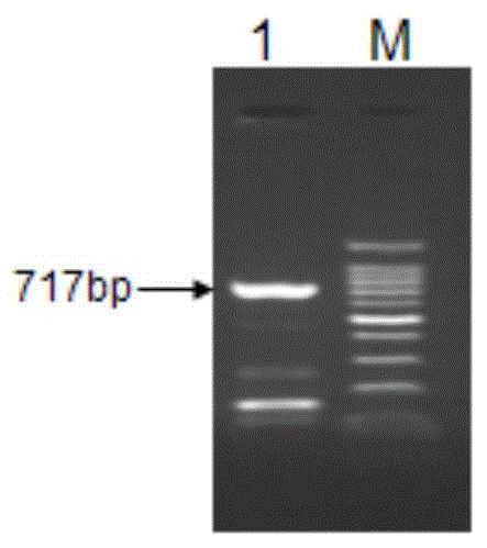 Lentiviral vector of fusion green fluorescent protein with over expression of RAB7A and EGFP genes, building method and application thereof