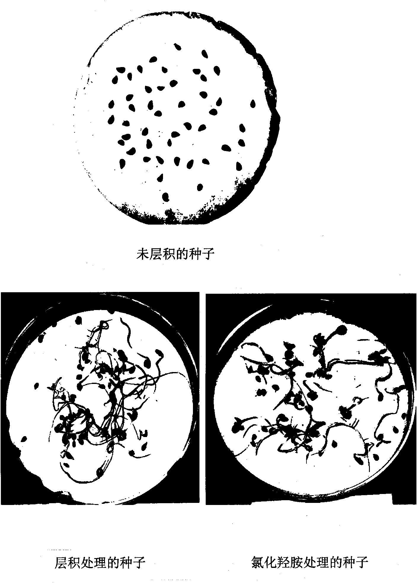 Method for quickly breaking dormancy of birch-leaf pear seeds with hydroxylamine chloride