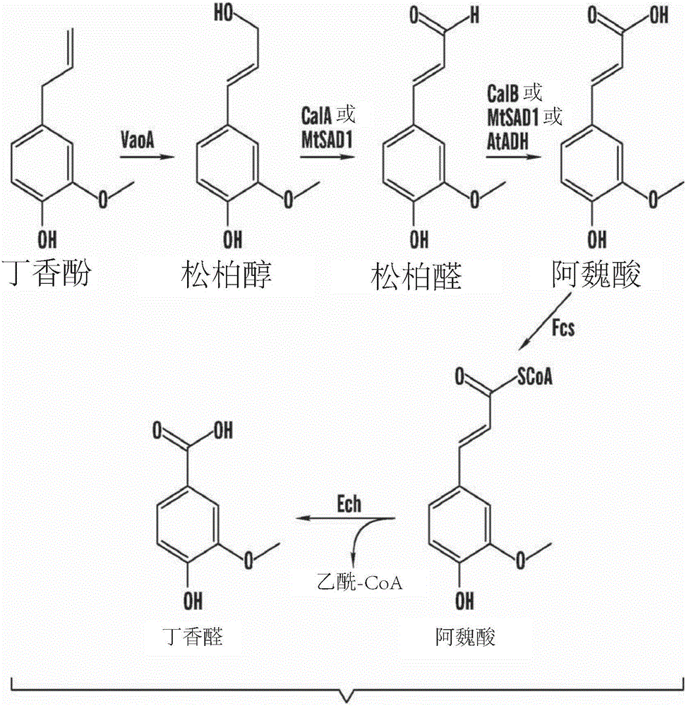 Methods of making vanillin via the microbial fermentation of ferulic acid from eugenol using a plant dehydrogenase.