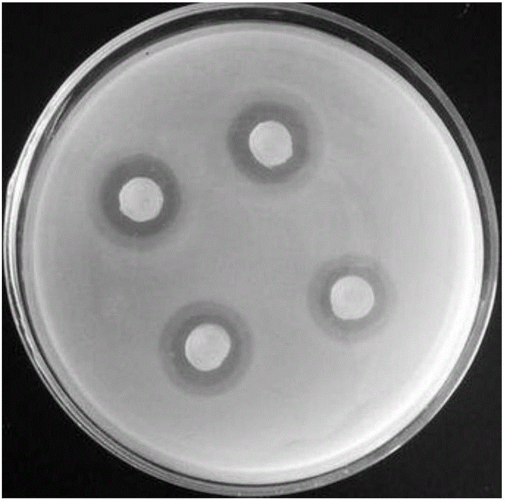 A strain of Streptomyces clavulatum with high activity clavulanate aminoacetylase and its application