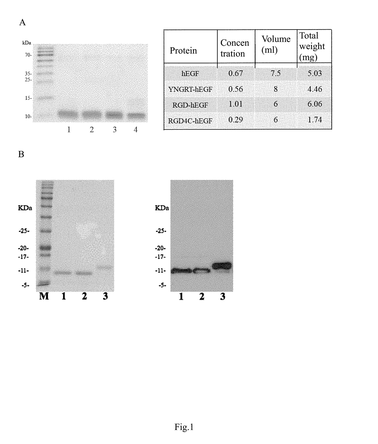 Dual targeting drug carrier and application thereof