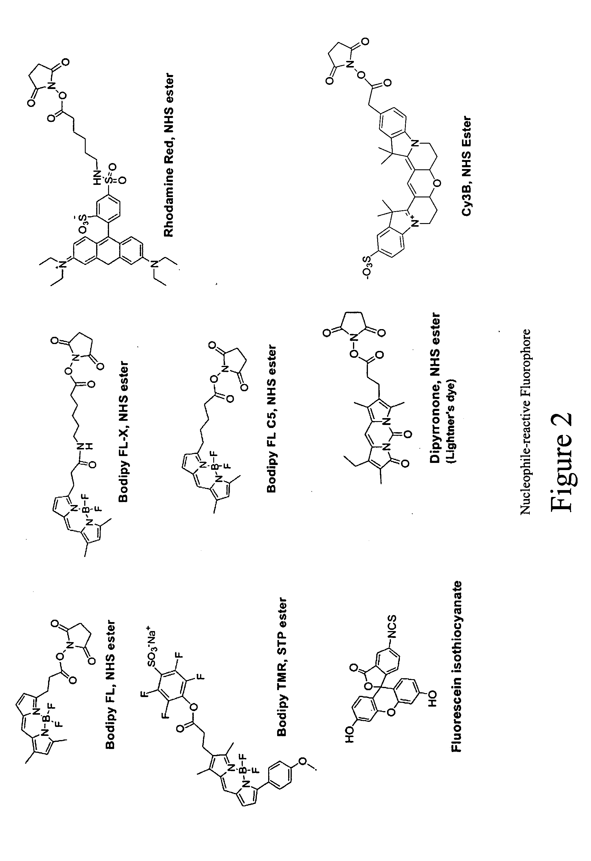 Fluorescent probes for ribosomes and method of use