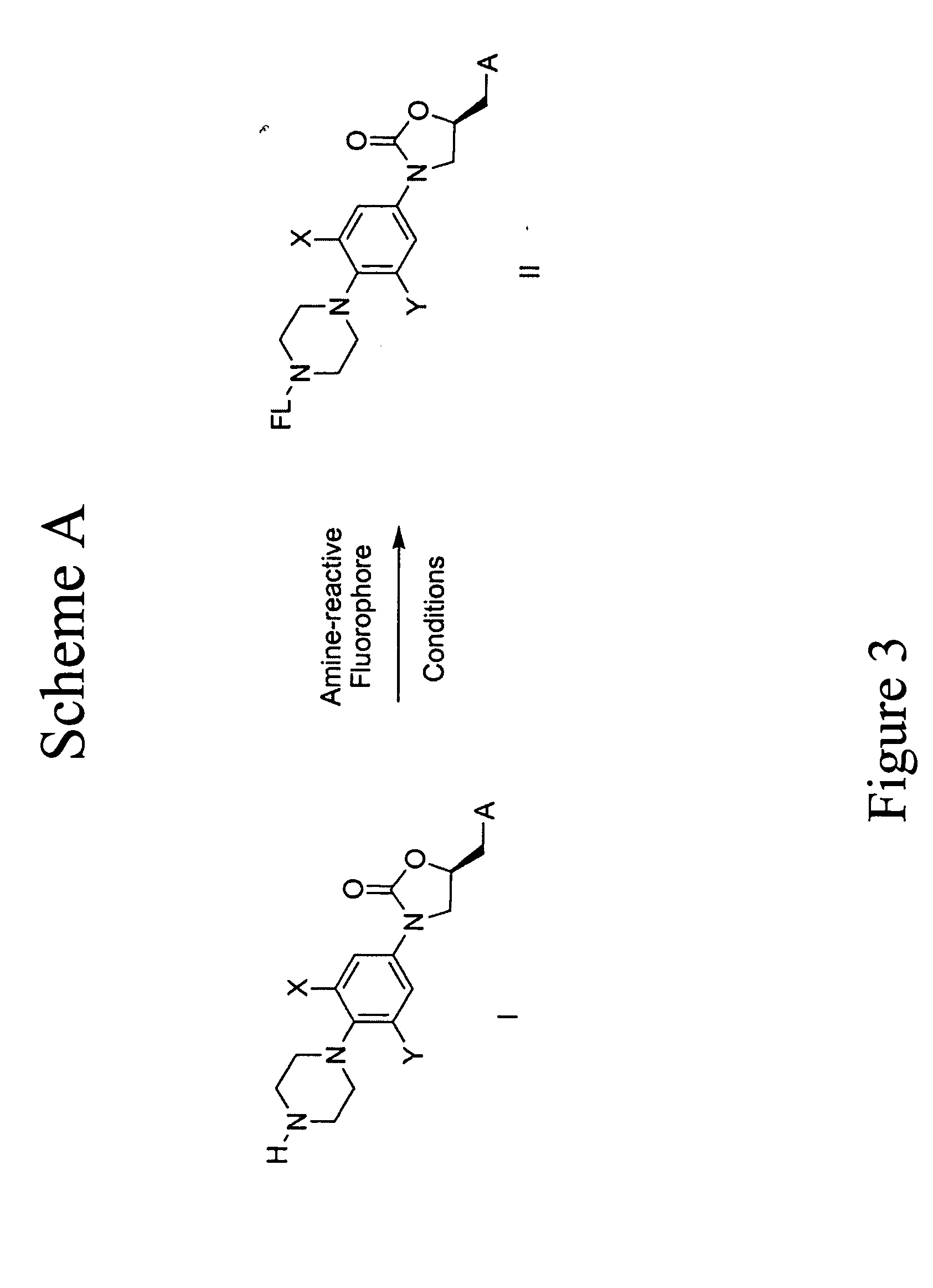 Fluorescent probes for ribosomes and method of use