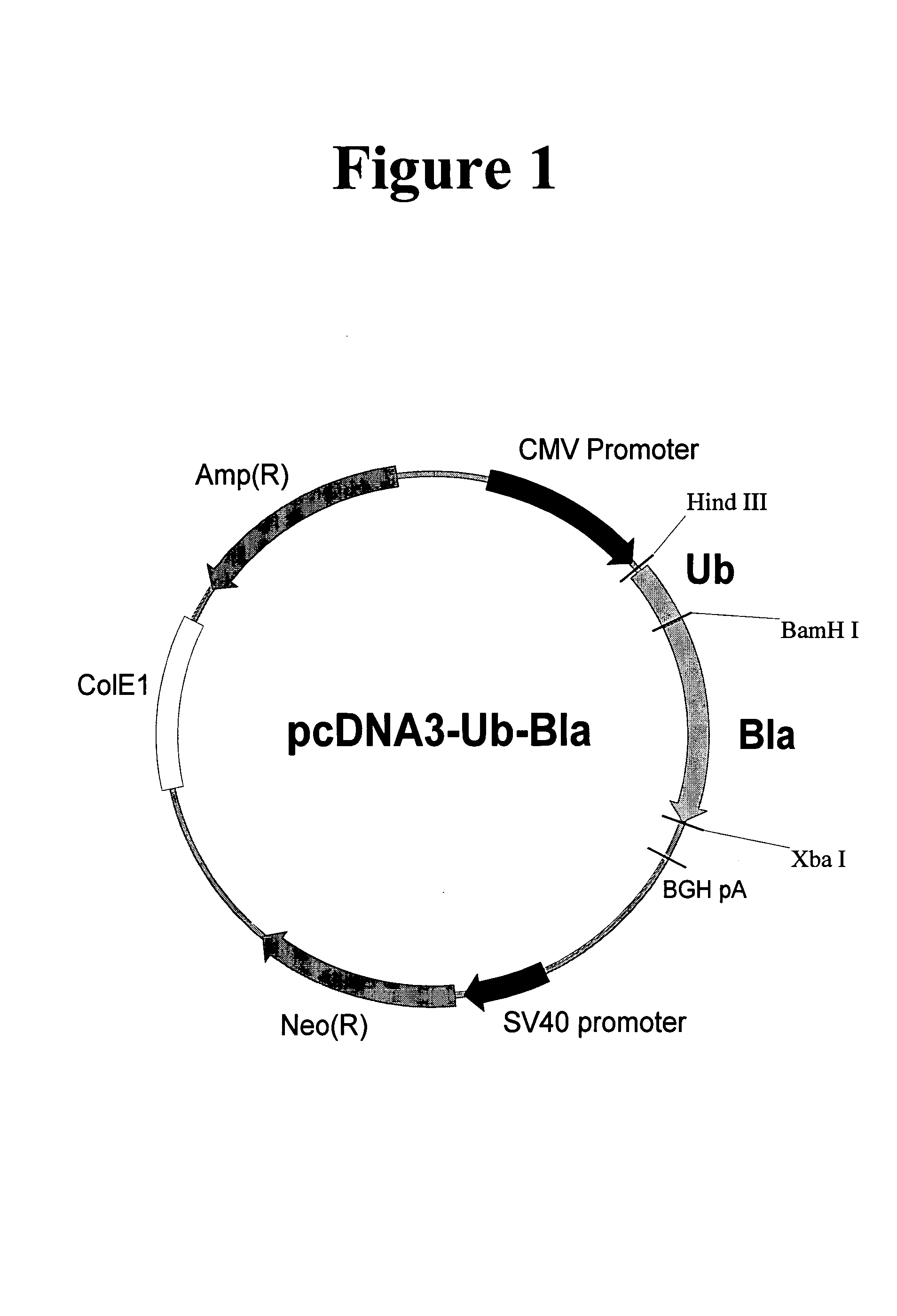 Methods of protein destabilization and uses thereof