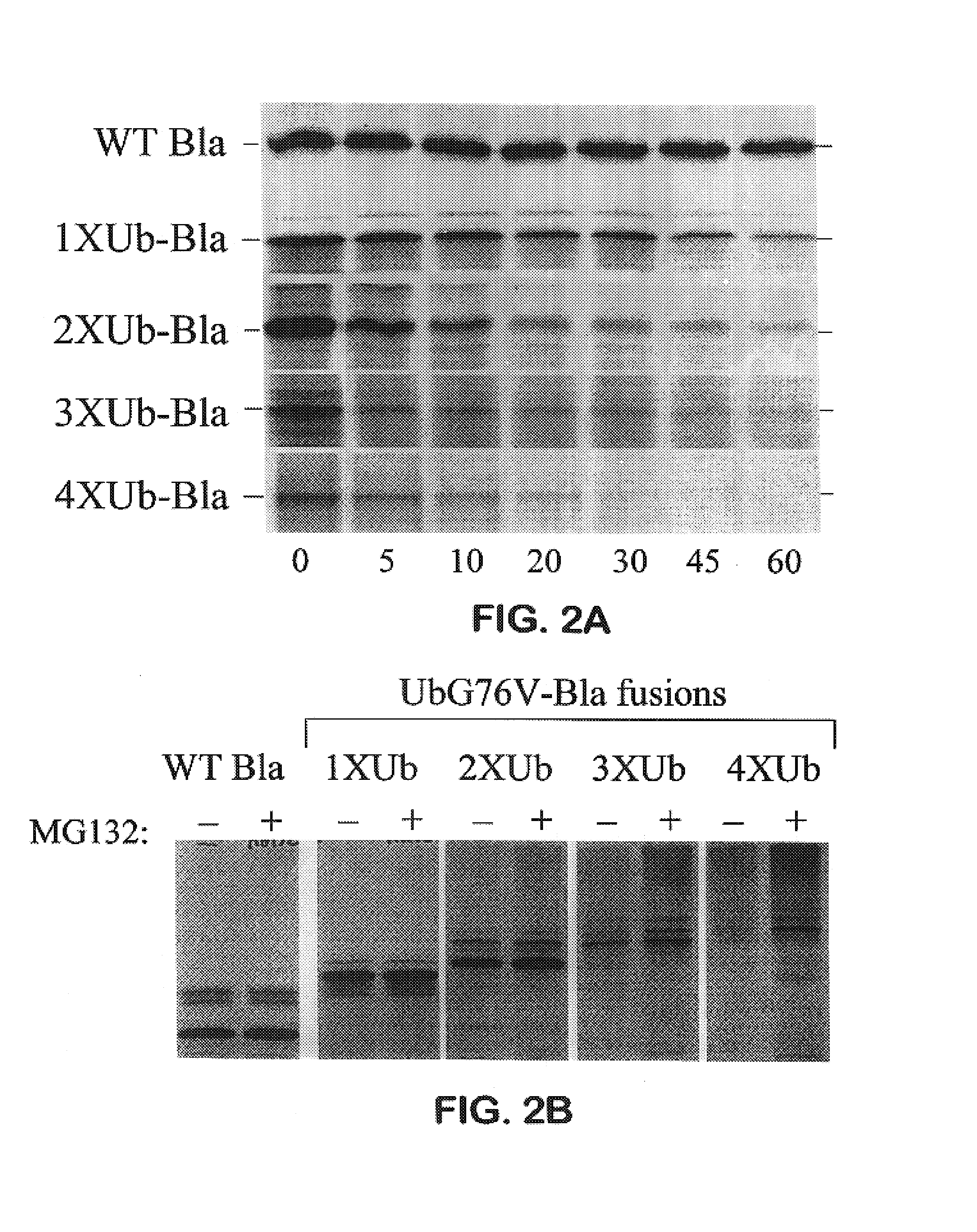 Methods of protein destabilization and uses thereof