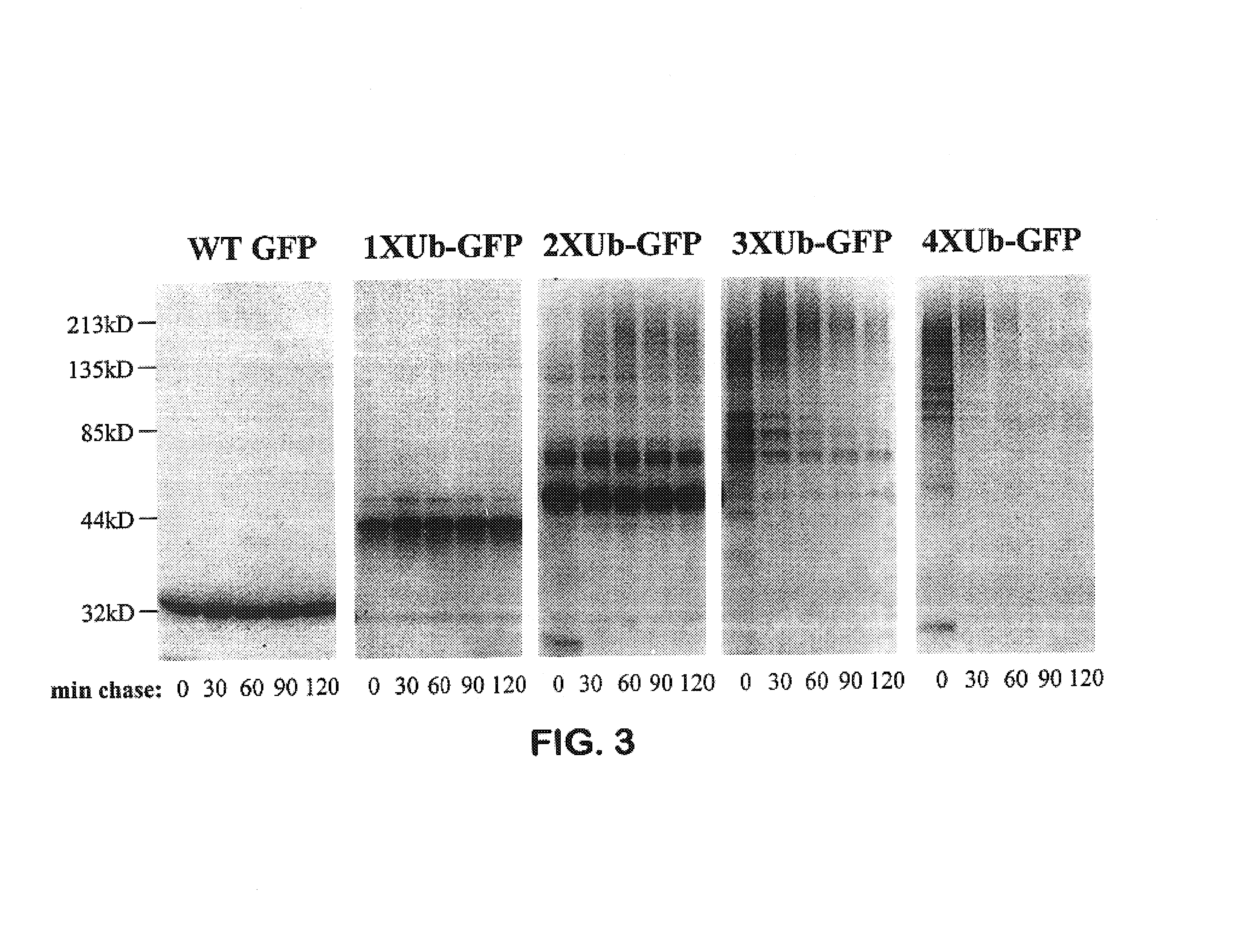 Methods of protein destabilization and uses thereof