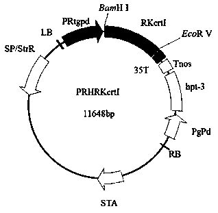 Phytoene dehydrogenase gene RKcrtI and application thereof