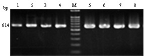 A method for identifying mitochondrial pcr-rflp of rock oyster and long oyster