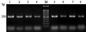 A method for identifying mitochondrial pcr-rflp of rock oyster and long oyster