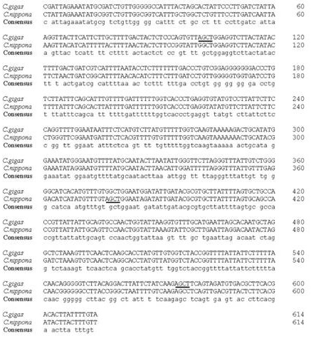 A method for identifying mitochondrial pcr-rflp of rock oyster and long oyster