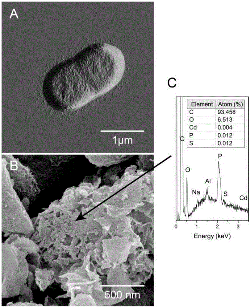 Application of pseudoalteromonas sp. to preparation of nano-material