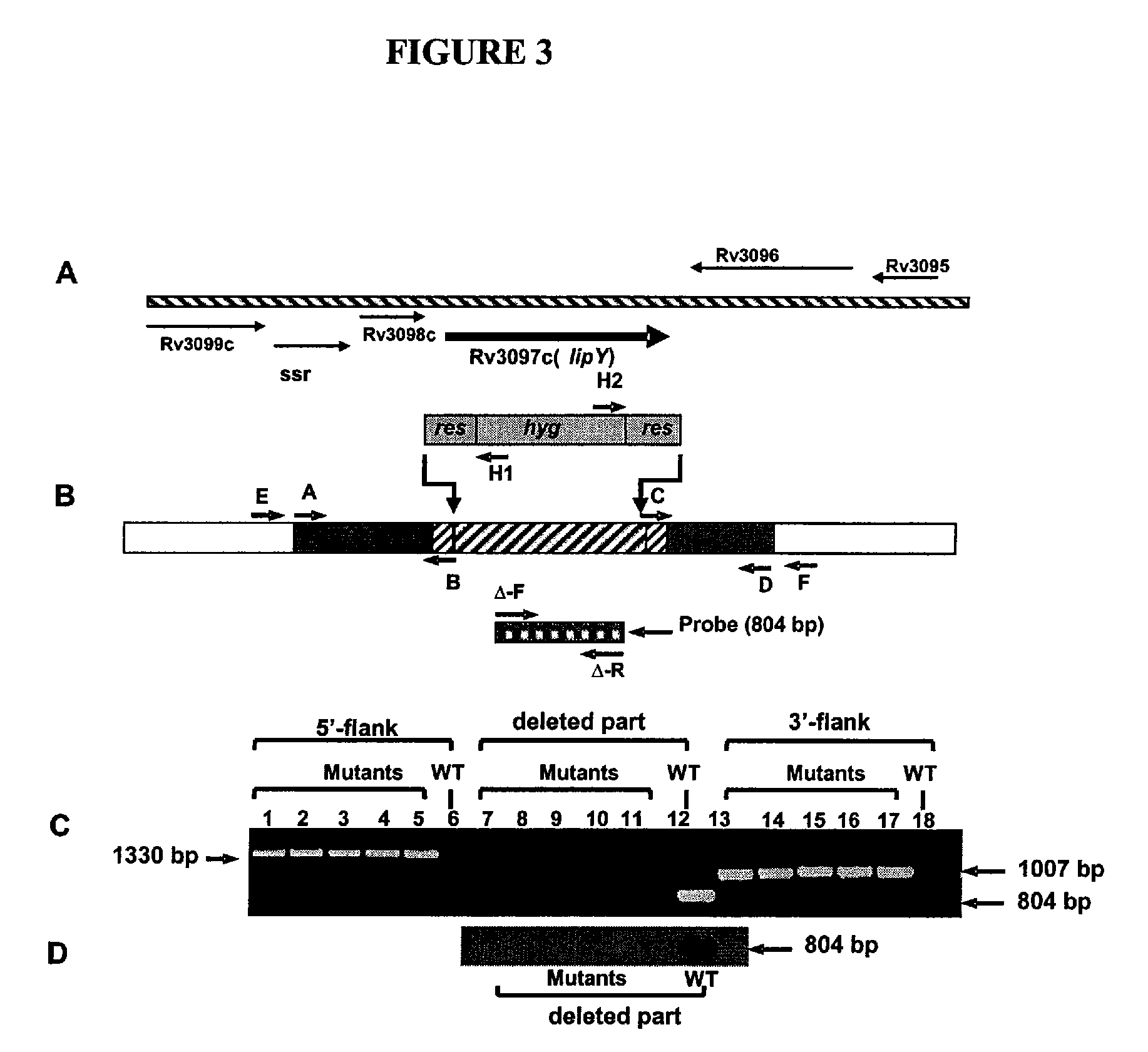 Targeting of long chain triacylglycerol hydrolase gene for tuberculosis treatment
