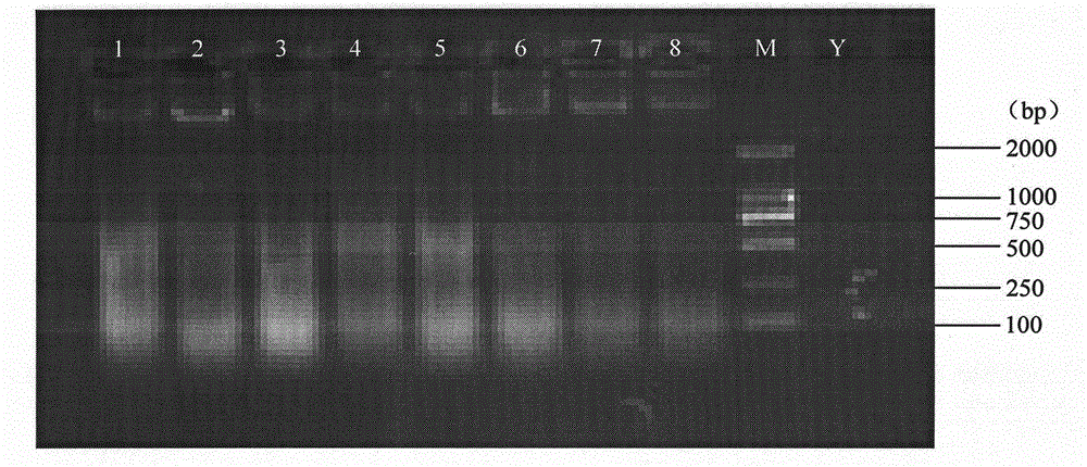 Neosalanx tangkahkeii sequence tagged microsatellite sites, primers and application of neosalanx tangkahkeii sequence tagged microsatellite sites and primers