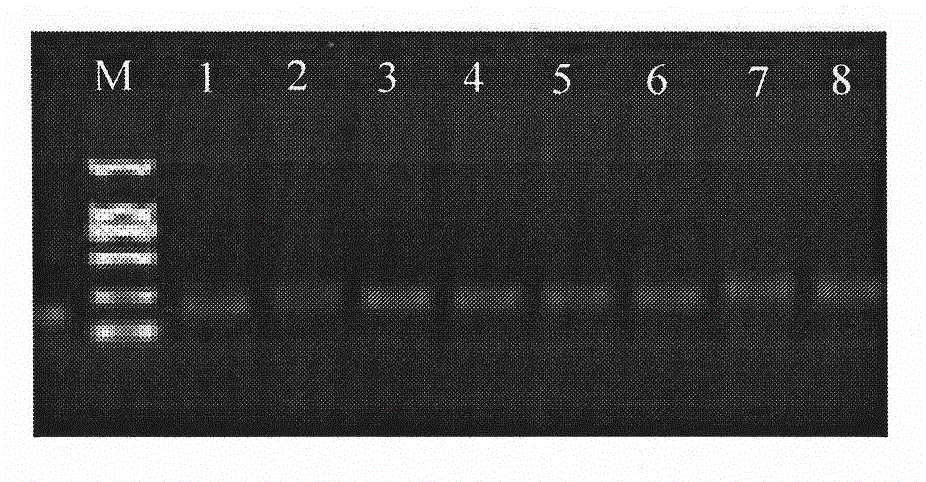 Neosalanx tangkahkeii sequence tagged microsatellite sites, primers and application of neosalanx tangkahkeii sequence tagged microsatellite sites and primers