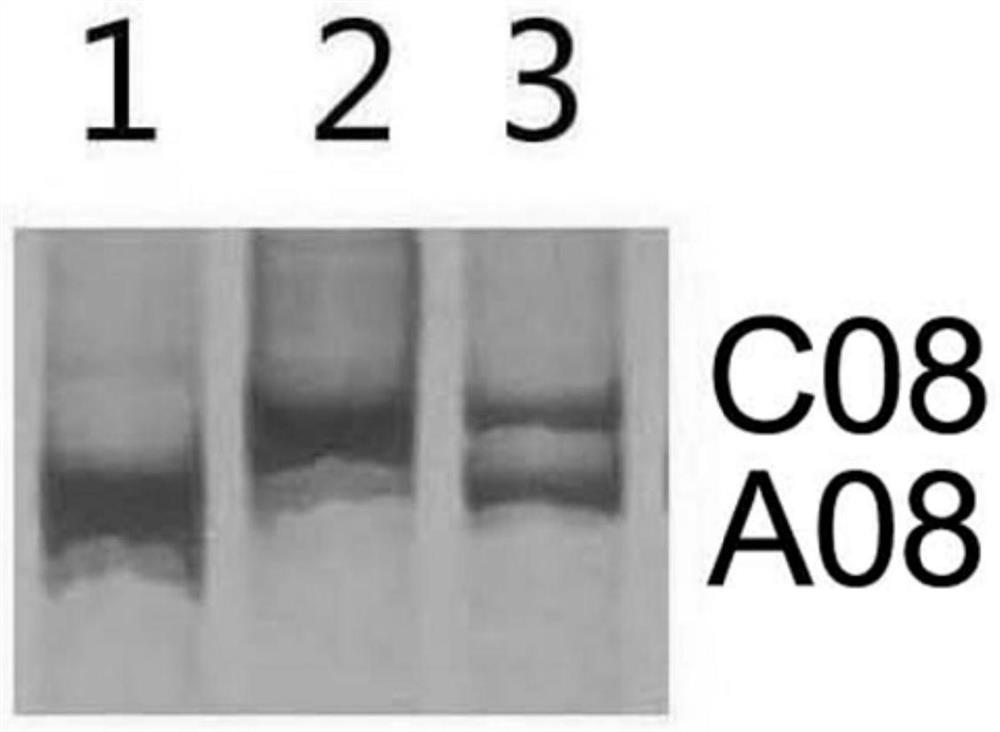 Molecular markers for identifying interspecific hybrids of Chinese kale and red cabbage and tracking chromosome segregation of a08 and c08 in their progeny